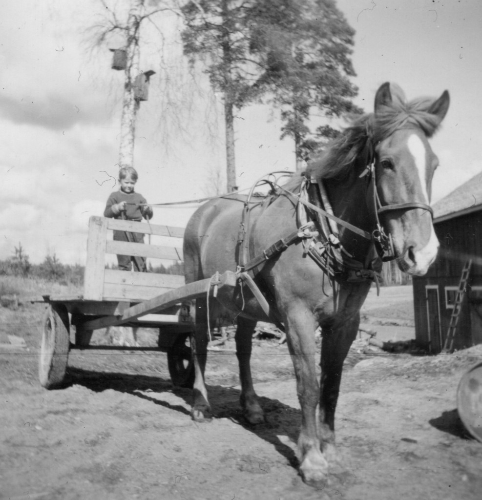 Hevonen on valjastettu kärryjen eteen. Pieni poika ohjastaa kärryillä seisten.