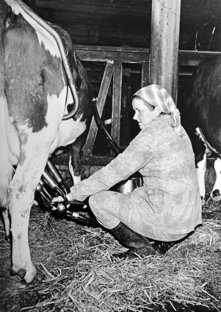 Nainen huivi päässä on kyykyssä navetassa ja on asentamassa kannulypsykonetta lehmälle