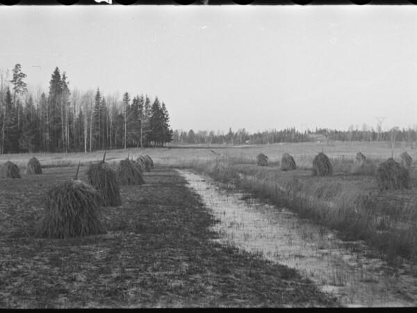 mustavalkoinen kuva pellosta jolla on heinää seipäillä ja tulvinut oja.