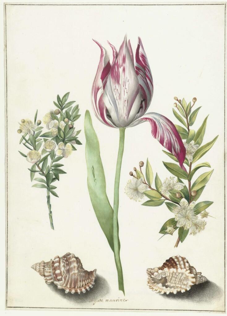 Maalaus, joka esittää punavalkoiste tulppaania, kahta kukkivaa mistelinoksaa sekä kahta simpukkaa,